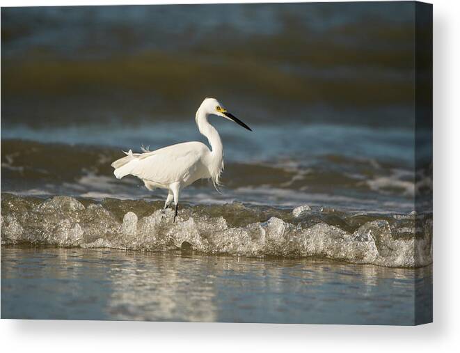 White Canvas Print featuring the photograph White Egret Wading on the Shoreline by Artful Imagery