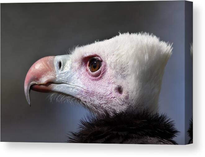 White-headed Vulture Canvas Print featuring the photograph White-headed Vulture Portrait by Aivar Mikko