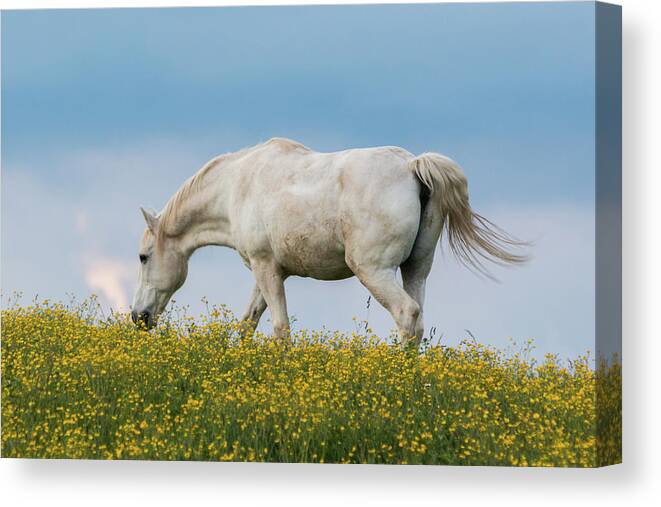 Horse Canvas Print featuring the photograph White Horse of Cataloochee Ranch 2 - May 30 2017 by D K Wall
