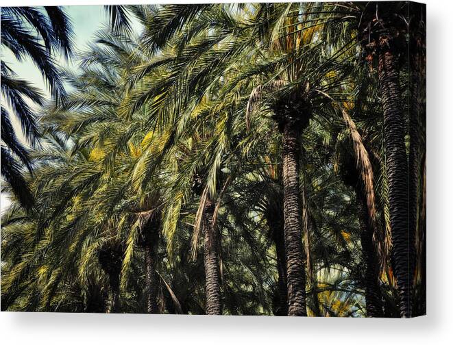 Joan Carroll Canvas Print featuring the photograph White hot sun and cool shade by Joan Carroll