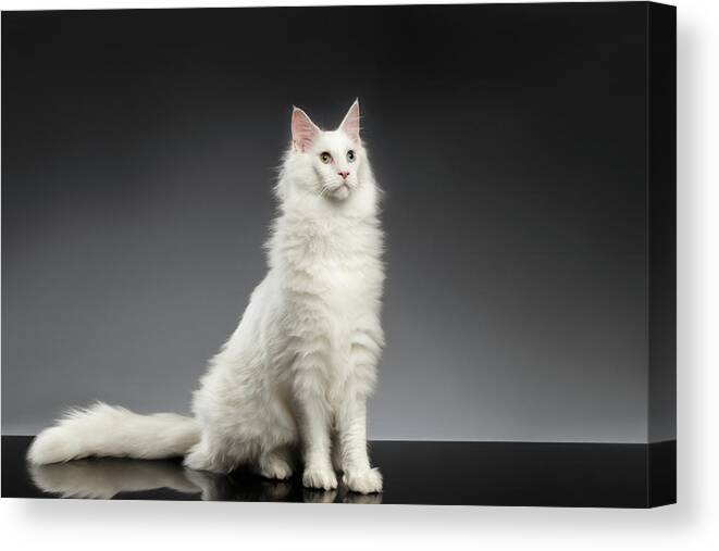 White Canvas Print featuring the photograph White Huge Maine Coon Cat on Gray Background by Sergey Taran