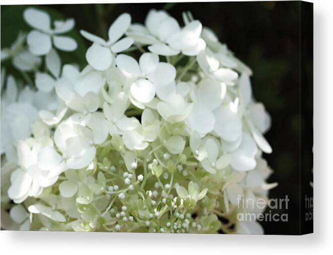  Floral Canvas Print featuring the photograph White Hydrangea I by Mary Haber