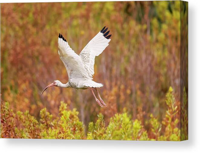 Albus Canvas Print featuring the photograph White Ibis in Hilton Head Island by Peter Lakomy
