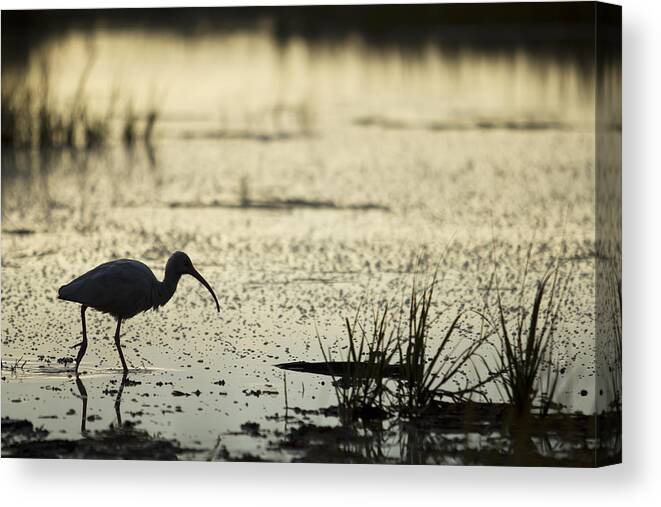 White Ibis Canvas Print featuring the photograph White Ibis Morning Hunt by Dustin K Ryan