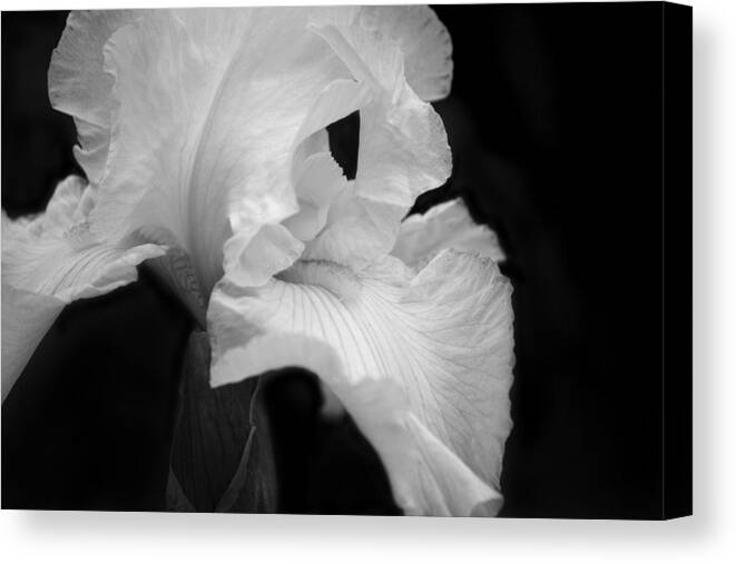 Monochrome Canvas Print featuring the photograph White Iris by Cheryl Day