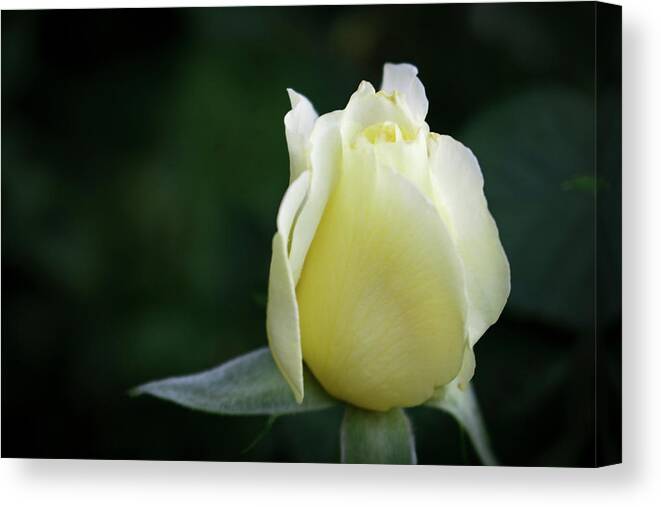 Close-up Canvas Print featuring the photograph White Licorice Rose by K Bradley Washburn