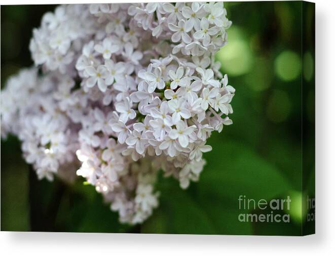 Lilac Canvas Print featuring the photograph White Lilacs by Laurel Best
