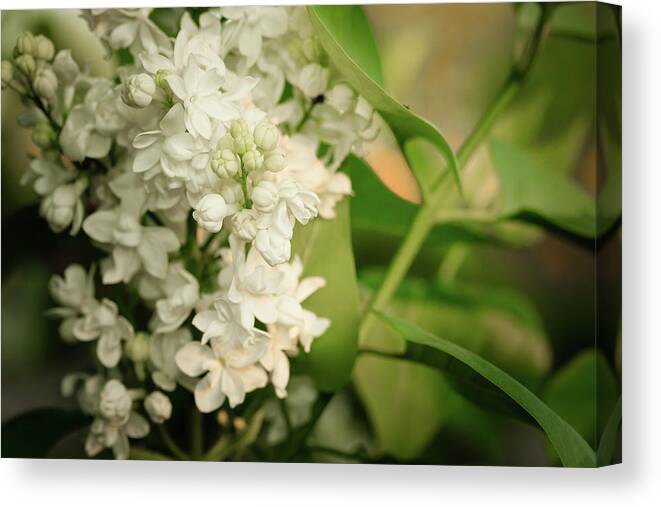Illinois Canvas Print featuring the photograph White Lilacs on soft Green Macro Close-up by Joni Eskridge