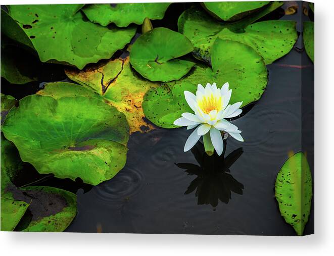 Bloom Canvas Print featuring the photograph White Lily and Rippled Water by Dennis Dame