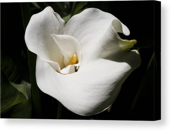 Granger Photography Canvas Print featuring the photograph White Lily by Brad Granger
