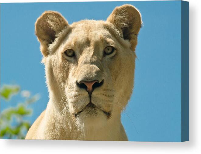 White Lion Canvas Print featuring the photograph White Lion by Scott Carruthers