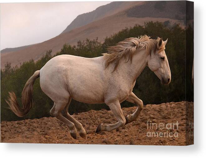 Rtf Ranch Canvas Print featuring the photograph White Mare Gallops #1 - Close Up Brighter by Heather Kirk