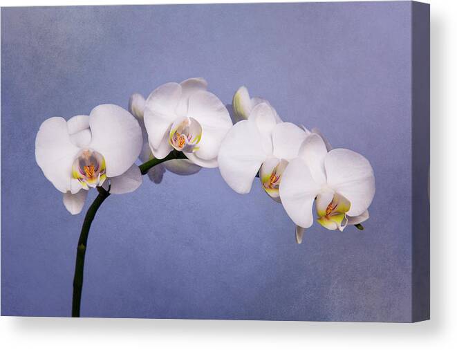 Orchid Canvas Print featuring the photograph White Moth Orchid by Amy Jackson