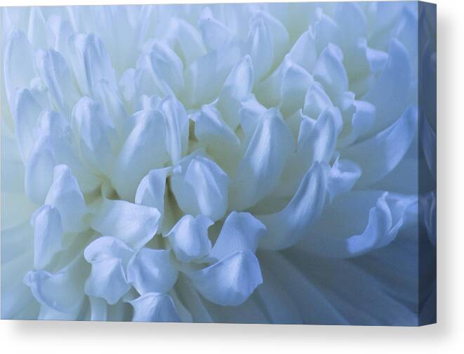 Macro Canvas Print featuring the photograph White Mum by Cheryl Day