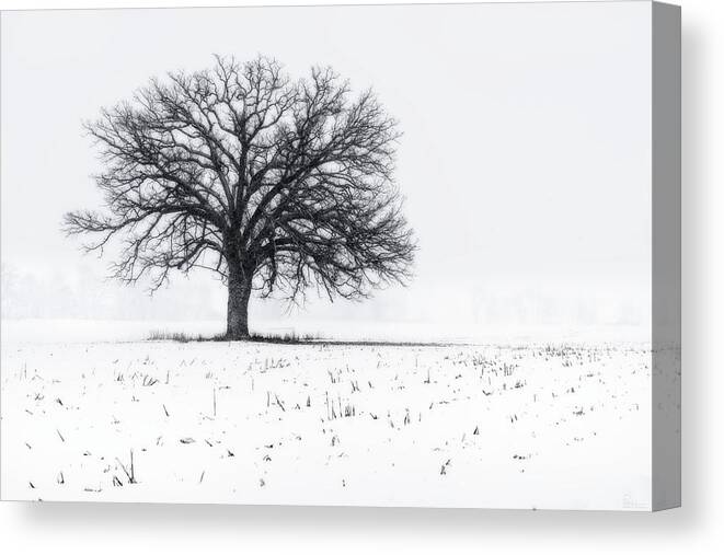 Oak Snow Blizzard Snowstorm Winter White Corn Stubble Solitary Sentinel Tree Horizontal Wi Wisconsin Landscape Winterscape B&w Black And White Canvas Print featuring the photograph Fade to White - An isolated oak in corn stubble field with snowstorm by Peter Herman