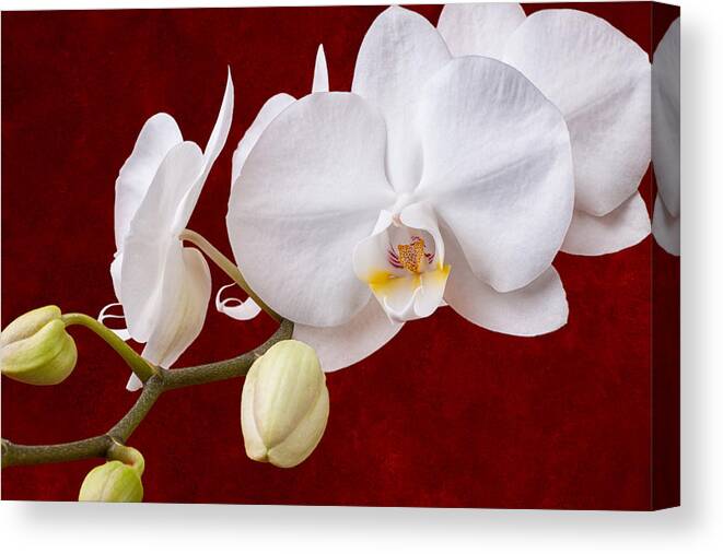 Art Canvas Print featuring the photograph White Orchid Closeup by Tom Mc Nemar