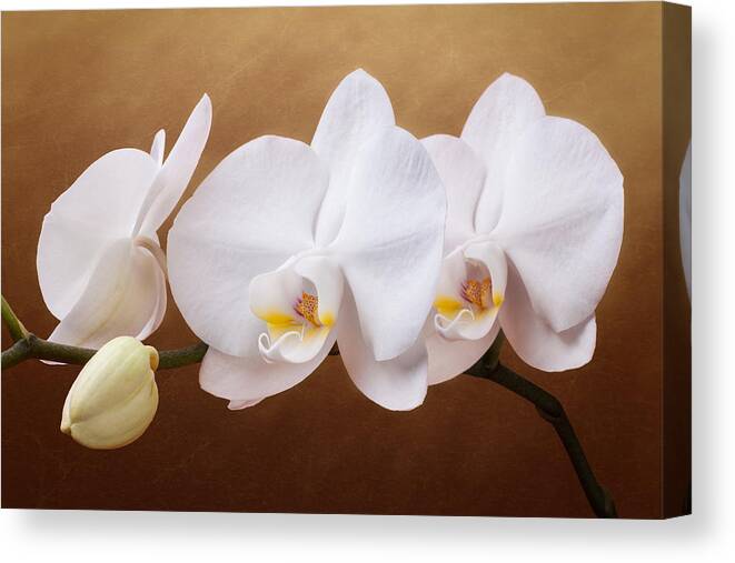 Art Canvas Print featuring the photograph White Orchid Flowers and Bud by Tom Mc Nemar
