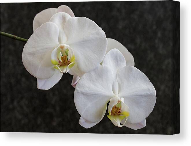Orchids Canvas Print featuring the photograph White Orchids 3583 by Pamela S Eaton-Ford