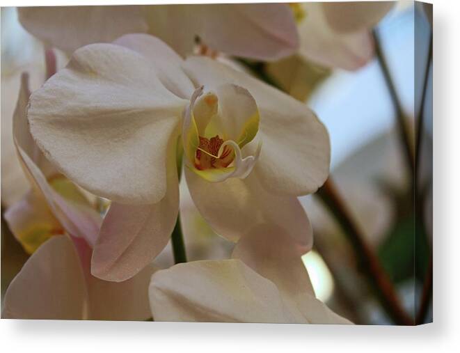 Orchid Canvas Print featuring the photograph White Peabody Orchid II by Michiale Schneider