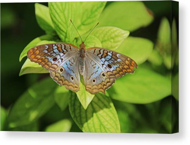 White Peacock Canvas Print featuring the photograph White Peacock Butterfly I by Michiale Schneider