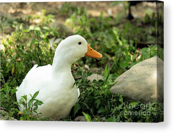 White Pekin Duck Canvas Print featuring the photograph White Pekin Duck by Sam Rino