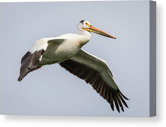 American White Pelican Canvas Print featuring the photograph White Pelican 2016-1 by Thomas Young