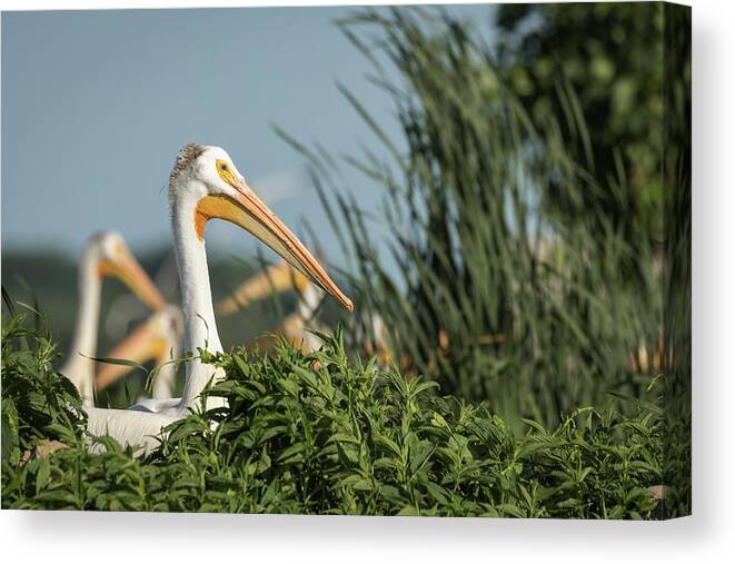 American White Pelicans Canvas Print featuring the photograph White Pelican 7-2015 by Thomas Young