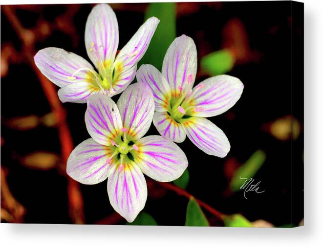 Macro Photography Canvas Print featuring the photograph Virginia Spring Beauty Flower by Meta Gatschenberger