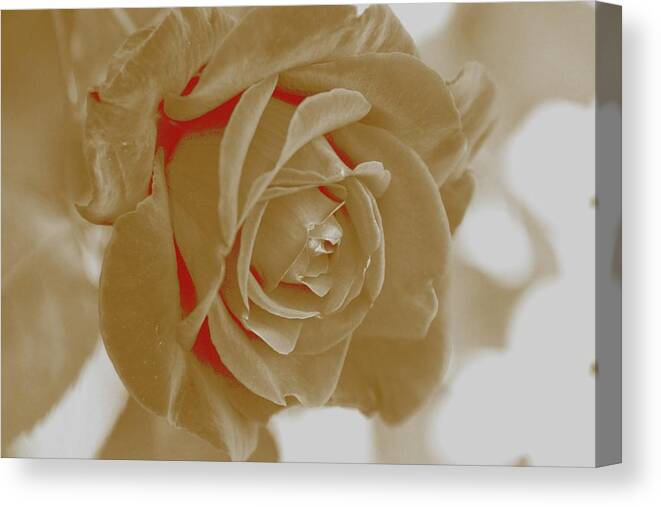 Rose Canvas Print featuring the photograph White Rose by Athala Bruckner