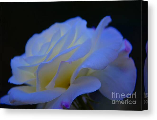 Rose Canvas Print featuring the photograph White Rose by Elaine Hunter