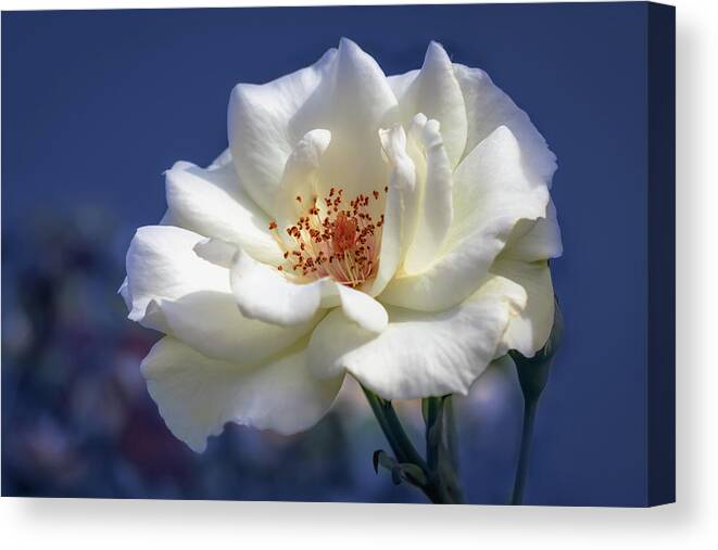 Background Canvas Print featuring the photograph White rose on a blue background by Tim Abeln