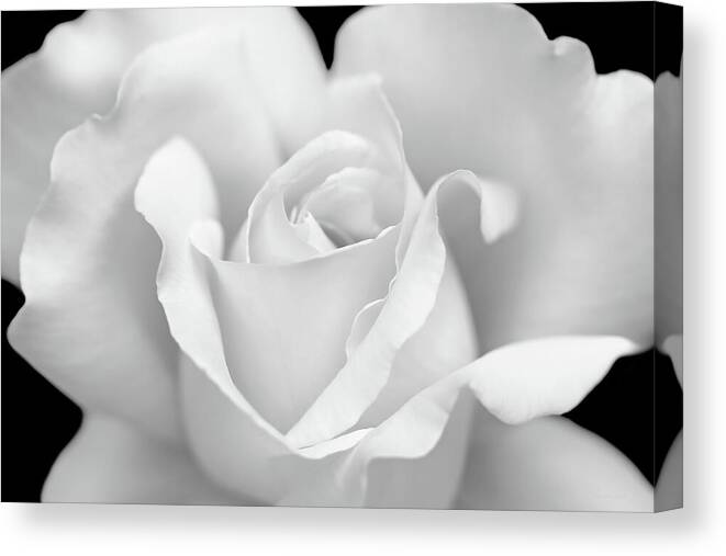 Rose Canvas Print featuring the photograph White Rose Purity by Jennie Marie Schell