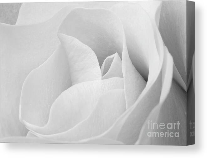Angelini Canvas Print featuring the photograph White Rose visit www.AngeliniPhoto.com for more by Mary Angelini