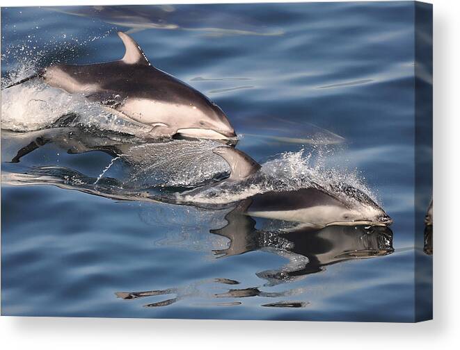 Pacific White-sided Dolphin Canvas Print featuring the photograph White-sided Dolphins by Carl Olsen