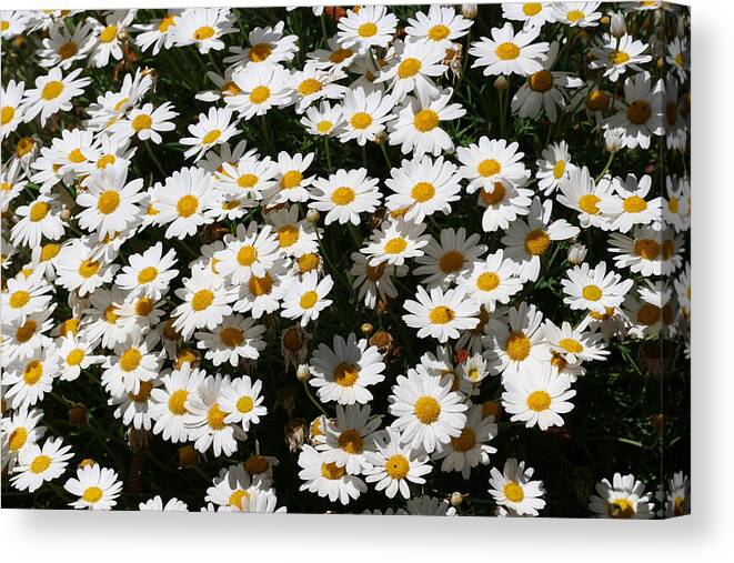 White Canvas Print featuring the photograph White Summer Daisies by Alexandra Till