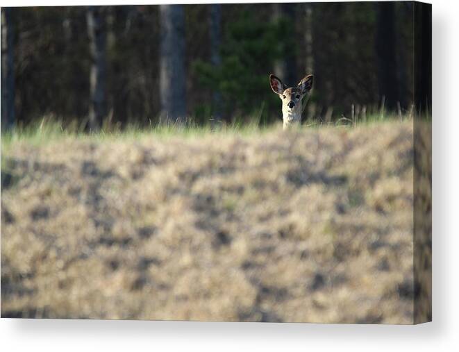White Tail Deer Canvas Print featuring the photograph White Tailed Deer Calverton New York by Bob Savage