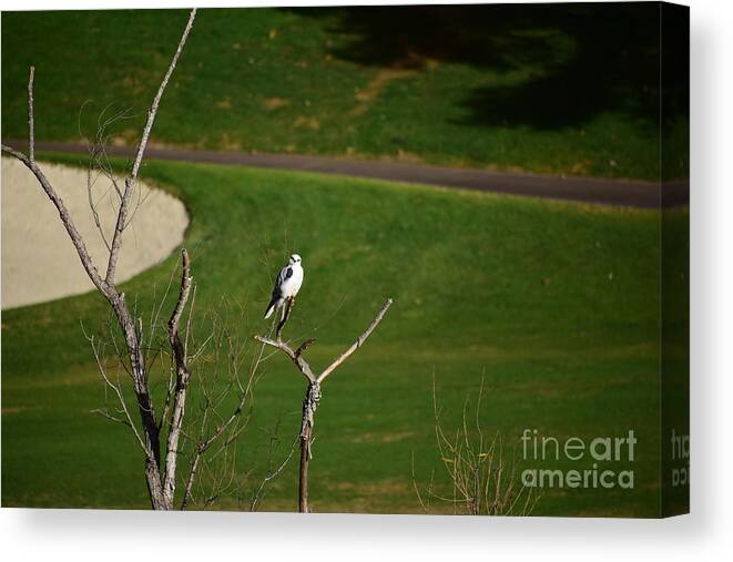 White Tailed Kite Canvas Print featuring the photograph White Tailed Kite by Johanne Peale