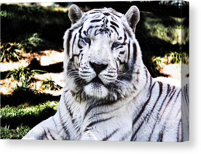 Mariola Canvas Print featuring the photograph White Tiger by Mariola Bitner