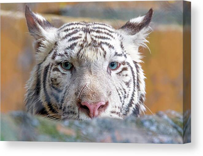 Tiger Canvas Print featuring the photograph White Tiger by Nadia Sanowar