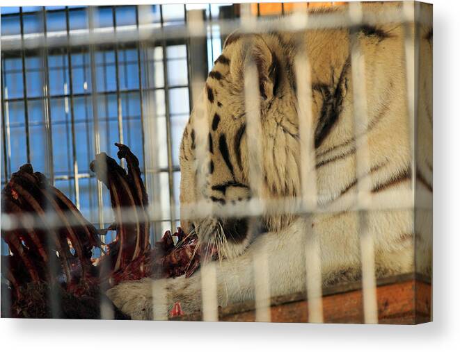 White Canvas Print featuring the photograph White Tiger by Travis Rogers