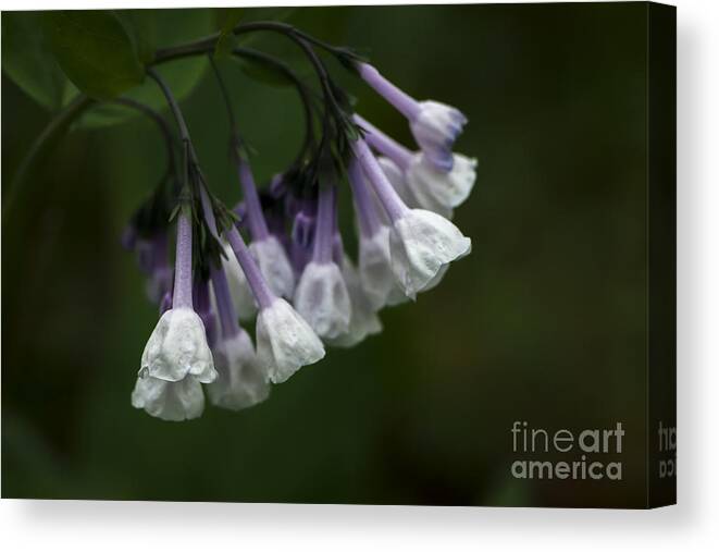 Virginia Bluebell Canvas Print featuring the photograph White Virginia Bluebells by Andrea Silies
