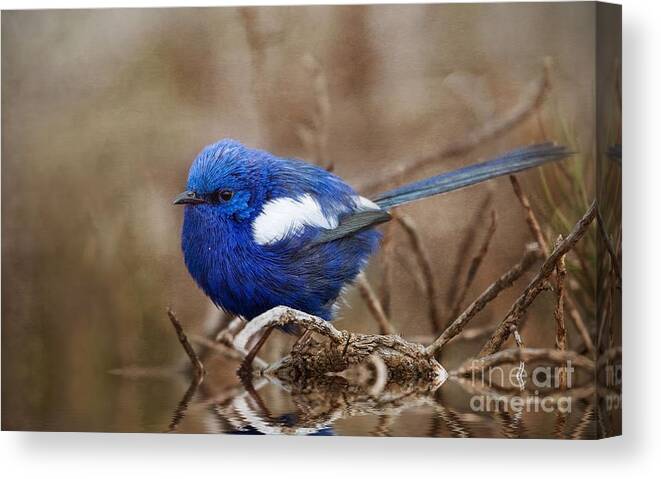 Blue Canvas Print featuring the photograph White Winged Fairy Wren 3 by Kym Clarke