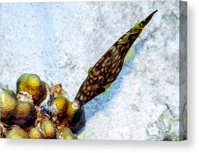 Whitespotted Filefish Canvas Print featuring the photograph Whitespotted Filefish by Perla Copernik