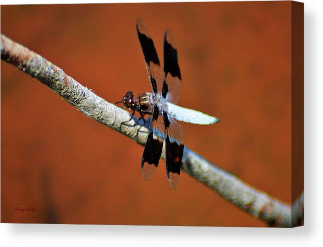  Long-tailed Skimmer Canvas Print featuring the photograph Whitetail by Kathy Kelly