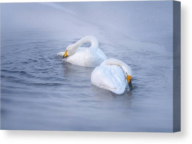 Whooper Swan Canvas Print featuring the photograph Whooper swans -mates for life. by Usha Peddamatham