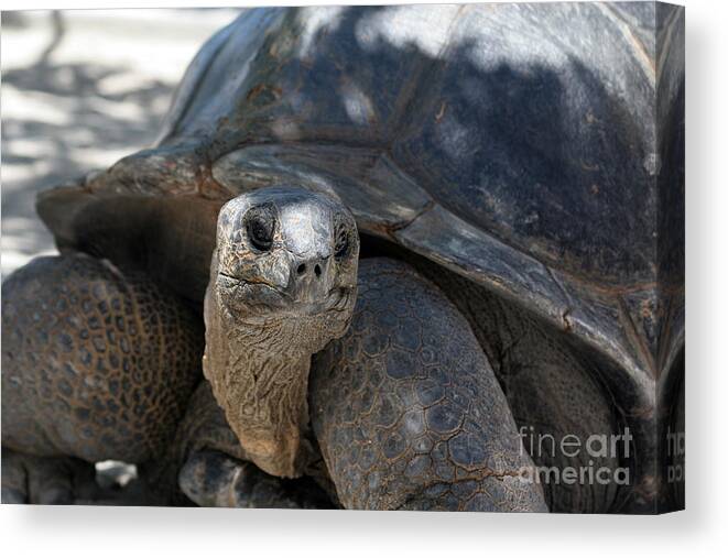 Tortoise Canvas Print featuring the digital art Why are you looking at me? by Jack Ader
