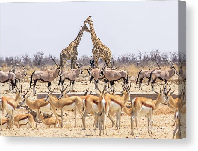 Namibia Canvas Print featuring the photograph Wild Animals Pyramid by Benny Marty