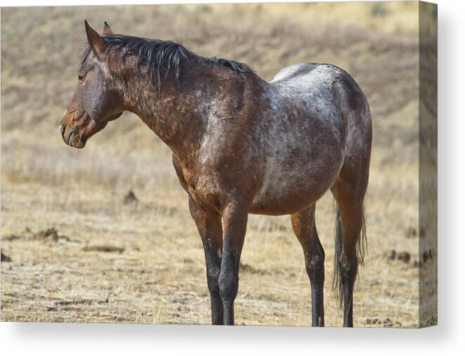 Horses Canvas Print featuring the photograph Wild Appaloosa Mustang Stallion by Waterdancer 