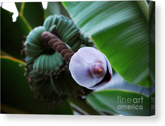 Banana Plant Canvas Print featuring the photograph Wild Banana's by Robert Meanor