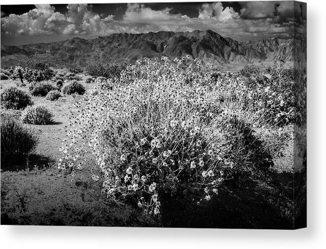 Art Canvas Print featuring the photograph Wild Desert Flowers Blooming in Black and White in the Anza-Borrego Desert State Park by Randall Nyhof